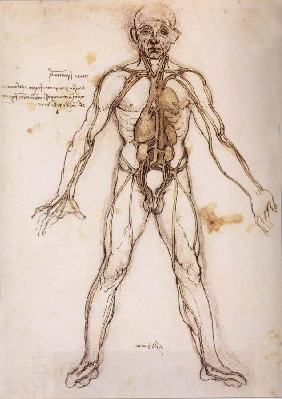 LEONARDO da Vinci You branching of the Blutgefabe, anatomical figure with heart kidneys and Blutgefaben China oil painting art